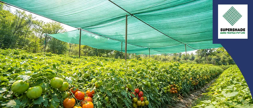 Agro Shade Net Manufacturer in Chhattisgarh